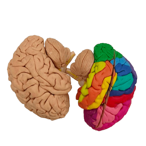 brain_with_color-removebg-preview